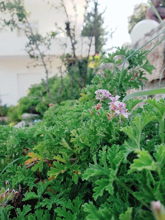 Penelope'S Rooms ديرمي المظهر الخارجي الصورة